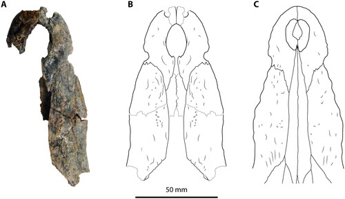 Figure 18. A, Crocodylus sp. QMF9229, partial rostrum from the Pliocene Allingham Formation, Bluff Downs Queensland. B, Reconstructed rostrum of QMF9229. C, Rostrum of equivalent-sized juvenile Crocodylus porosus (UQSSAL unregistered).
