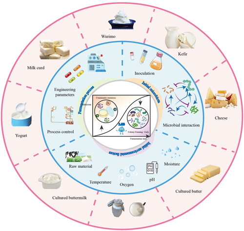 Figure 3. Driving factors of the dynamic succession of lactic acid bacteria in fermented dairy products and typical fermented dairy products. The inner ring shows various driving factors that control the dynamic succession of lactic acid bacteria in fermented dairy products. These driving factors include the initial microbial inoculum, its interaction with the endogenous microbiota, and environmental factors like raw materials, temperature, oxygen content, pH, and moisture. By tuning these variables in the fermentation process, a variety of fermented dairy products can be produced. Some of the representative fermented dairy products are shown in the outer ring.