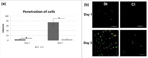 Figure 7. Cell penetration through nanofibrous layers. Chondrocyte were seeded on Cl and St nanofibrous layers and their penetration through layers were visualized using confocal microscopy. Penetration was significantly higher on St scaffold (a) (*p<0.05). Cell nuclei were stained using propidium iodide (red color) and cell membranes using DiOC6(3) (green color)(b).