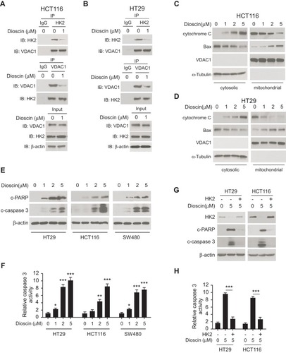 Figure 3 Dioscin-induced cell apoptosis in colorectal cancer via suppressing hexokinase-2. (A, B) Dioscin impaired the interaction between hexokinase-2 and VDAC-1. HCT-116 (A) or HT-29 (B) Cells were treated with 1μM dioscin for 24 hrs, and the cell lysates were harvested. The cell lysates were immunoprecipitated with anti-hexokinase-2 or anti-VDAC-1 antibodies, respectively, and then probed by Western blotting with indicated antibodies. (C, D), Dioscin induced the translocation of cytochrome C and Bax. HCT-116 (C) or HT-29 (D) cells were treated with the indicated concentration of dioscin, the cytosolic and mitochondria fractions were extracted as described, respectively, and then examined with indicated antibodies. (E, F) Dioscin-induced cell apoptosis in CRC cells. HT-29, HCT-116, or SW480 cells were treated with dioscin for 24 hrs, cleaved PARP and caspase-3 (E) or the activity of caspase-3 (F) was examined. (G, H) Ectopic overexpression attenuated dioscin-induced cell apoptosis. HT-29 or HCT-116 cells were transfected with plasmid overexpressing hexokinase-2 and then treated with 5 μM dioscin, and the expression of cleaved PARP and caspase-3 (G) or the activity of caspase-3 (H) was measured. *p<0.05, **p<0.01, ***p<0.001 represented significant differences.