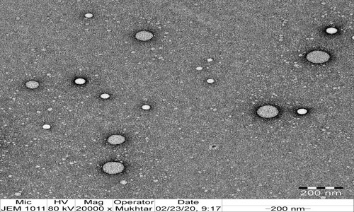 Figure 4 Transmission electron microscopic image of optimized gentamycin chitosan nanoparticles (GTM-CHNPopt).