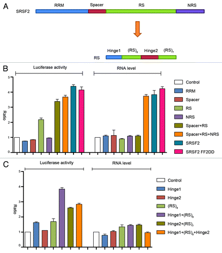 Figure 2. Dissecting the sequence requirement for SRSF2 to act as a transcription activator. (A) Illustration of SRSF2 domains and sub-domains. (B and C) Dual-luciferase and RT-qPCR assays upon expression of different SRSF2 fragments fused to GFP-MS2.
