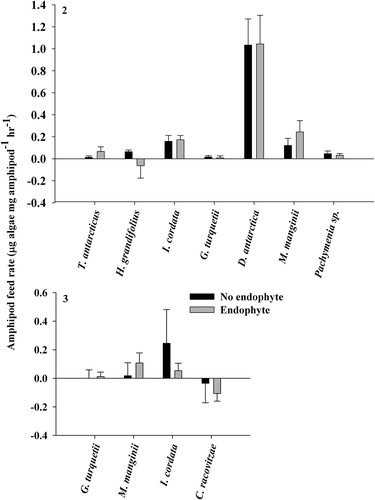 Figs 2 & 3. Gondogeneia antarctica feeding assay results. Fig. 2. Using thallus material from the same individual (means ± SE). Fig. 3. Using thallus material without endophyte presence from individuals with and without endophyte presence (means ± SE).