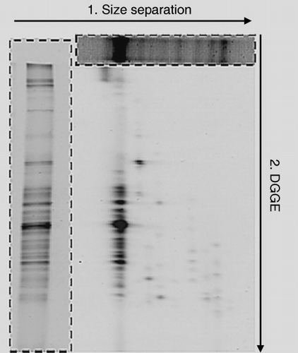 Figure 6  Two-dimensional electrophoresis patterns of soil bacterial 16S rDNA amplified with primer set III. The top boxed figure shows the results of size separation and the left boxed figure shows the results of denaturing gradient gel electrophoresis (DGGE).
