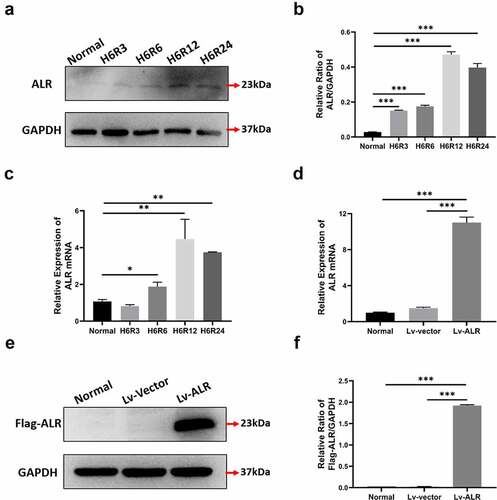 Figure 3. Construction of HK-2 cell line with stable ALR overexpression. The protein and nucleic acid levels of ALR were respectively detected at 3 h, 6 h, 12 h and 24 h during the reoxygenation process after 6 h of hypoxia (a, b) Western blotting and quantitative data on ALR protein expression. (c) RT-PCR analysis of ALR gene expression. (d) RT-PCR analysis of ALR gene expression with anti-Flag antibody. (e, f) Western blotting and quantitative data of ALR protein expression in HK-2 cells with anti-Flag antibody. Data represent the mean ± standard deviation of at least three independent experiments, *P < 0.05, **P < 0.01, ***P < 0.001.