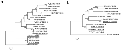 Fig. 2 Phylogenetic trees based on multiple sequence alignment of the complete genome components. (a) DNA-A. (b) DNA-B. Phylogenetic trees were constructed using maximum likelihood method. Numbers represent bootstrap percentages values out of 1000 replicates using MEGA 7. Nodes with credibility values of 65% or high are shown. Beet curly top virus (BCTV) was used as a root. Sequences of begomoviruses isolated in this work are underlined. Acronym of virus sequences were as follows: Pepper golden mosaic virus (PepGMV), Pepper huasteco yellow vein virus (PHYVV), Tomato yellow leaf curl virus (TYLCV), Rynchosia golden mosaic virus (RhGMV), Chino del tomate virus (CdTV), Sida mosaic Sinaloa virus (SiMSV), Tomato severe leaf curl virus (ToSLCV), Tomato chino La Paz virus (ToChLPV), Abutilon golden mosaic Yucatan virus (AbGMYV), Euphorbia mosaic virus (EuMYV), Tomato golden mottle virus (ToGMV). The abbreviations after the virus acronyms represent the states of Mexico where the isolates were obtained: SIN (Sinaloa), CHI (Chiapas), YUC (Yucatan), SLP (San Luis Potosí), BC (Baja California), SON (Sonora), QTO (Querétaro), TAM (Tamaulipas), MX (No knowledge of the state of collection) and CL (La Comarca Lagunera). GenBank accession numbers are shown beside the names of each isolate.