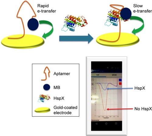 Figure 1 Schematic representation of the aptamer-based electrochemical sensor for the detection of HspX antigen in CSF.Notes: The aptamer is thiol-labelled at the 3′ end that allows self-assembly of aptamer on a gold-coated electrode. The redox label (MB) is attached at the 5′ of the aptamer and it is in close proximity to the electrode surface, thereby allowing rapid electron transfer. The presence of HspX induces a structural change in the aptamer which increases the distance between MB and the electrode, and electron transfer is thus reduced. The differences in faradaic current before and after addition of HspX were quantified using DPV.Abbreviations: MB, methylene blue; CSF, cerebrospinal fluid; DPV, differential pulse voltammetry.