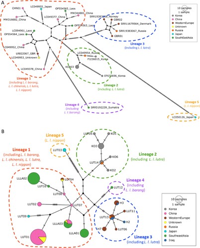 Figure 1. Statistical parsimony networks of Eurasian otters based on (A) whole mitochondrial genomes and (B) cytochrome b. (A) Network of 27 whole mitochondrial genome sequences (16,432 bp, following removal of the tandem repeat region), where nodes are labelled by sample ID/accession and sample location (see SM1). (B) Network of 141 cytochrome b sequences (1140 bp), where nodes are labelled by haplotype name (see SM1). The main five mitochondrial lineages identified in this study are circled and labelled by lineage name, and subspecies found in that lineage. Nodes are a pie chart, colour coded by the number of samples from each sample location, grouped into broad geographic regions, and sized according to haplotype frequency. Dashes on lines represent mutational steps.