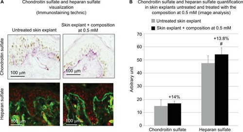 Figure 3 (A) sGAGs detected by immunostainings using specific antibodies for chondroitin sulfate and heparan sulfate. (A and B) An overexpression for chondroitin sulfate and heparan sulfate was demonstrated in skin tissue sections, treated with the composition. (B) The quantification of chondroitin sulfate and heparan sulfate expressions was performed using image analysis. A nonsignificant increase by +14% of the chondroitin sulfate expression and a significant increase in heparan sulfate by +13.8% were determined. The statistical significance was determined using Student’s t-test and represented by # for p-values <0.1. The study was performed in triplicate with 41-year-old skin explants.
