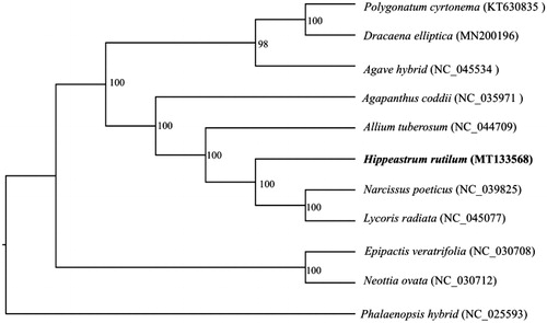 Figure 1. Maximum likelihood tree of H. rutilum and other Amaryllidoideae species based on whole chloroplast genome sequences, with Phalaenopsis hybrid as the outgroup. Bootstrap support values (based on 1000 replicates) are shown next to the nodes.
