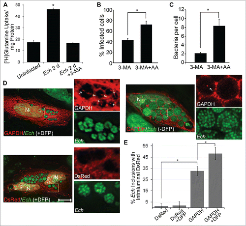 Figure 5. Host preincorporated amino acids are taken up by E. chaffeensis (Ech) in a host class III PtdIns3K-dependent manner. (A) THP-1 cells were prelabeled with [3H]glutamine for 1 d and then infected with E. chaffeensis for 2 d in the absence of [3H]glutamine. Infected cells were treated with 2 mM 3-MA or solvent control for an additional 6 h. E. chaffeensis was purified from infected cells, and the [3H]glutamine incorporated in E. chaffeensis was determined by liquid scintillation counter and normalized to the total protein amount. Data are presented as the mean ± standard deviation of triplicate samples. *, Significantly different (P< 0.05) by the Student t test. (B and C) E. chaffeensis growth inhibition by 3-MA is partially rescued upon supplementation with essential amino acids. E. chaffeensis-infected cells were treated at 1 d p.i. with 3-MA or 3-MA and amino acids (3-MA + AA) for 2 d. The percentage of infected cells (B) and number of bacteria (C) were scored in each group. *, Significantly different (P < 0.05) by the Student t test. (D) DsRed-GAPDH (white arrows) was detected within E. chaffeensis-containing inclusions more with 0.1 μM DFP treatment for 2 h than without treatment before fixation by deconvolution microscopy. DAPI was pseudocolored in green. N, nucleus. Bar: 10 μm. (E) Percentage of inclusions that contain DsRed-GAPDH or DsRed with or without DFP treatment was determined by counting 10 to 20 inclusions per cell in 10 to 20 cells per experiment from 3 independent experiments. *, Significantly different (P < 0.01) by the Student t test.