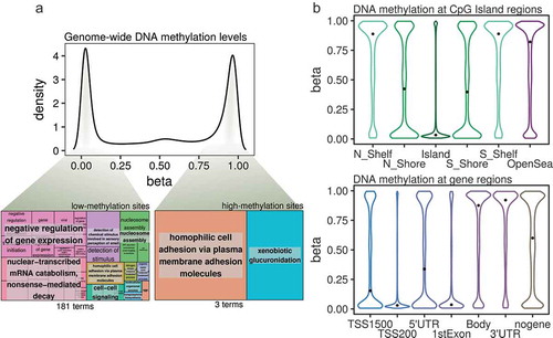 Figure 2. (a) Density plot showing DNA methylation β-values from all of the CpG sites analysed by the Illumina MethylationEPIC platform in the BEAS-2B control cells. Highlighted from the density plot are two treemap plots indicating the semantic summaries of gene ontologies found for those genes containing either low- or high-methylation CpG sites. (b) Violin plots indicating the DNA methylation β-value distribution of CpGs mapped to CpG Island-related regions (upper panel) or gene-related regions (lower panel). The median values of the distributions are highlighted by a black dot. (N_Shelf: north shelf, N_Shore: north shore, Island: CpG Island, S_Shelf: south shelf, S_Shore: south shore; TSS1500, TSS200: 1500 or 200 bp from transcription start site, nogene: intergenic).