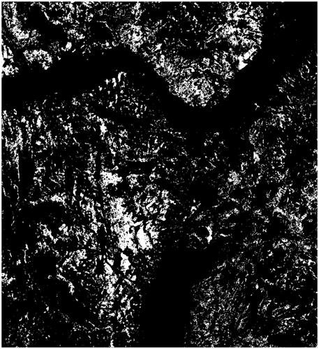 Figure 7. Predicted forest mortality areas are shown in white using our approach.