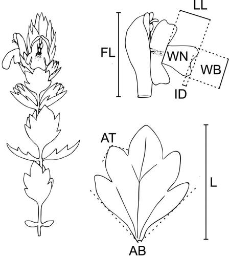 Figure 2. Morphological characters scored for Euphrasia “Ultental” and E. minima. Abbreviations are as in Table 1.