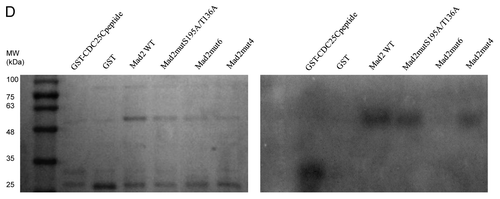 Figure 3D. See Figure 3 legend.