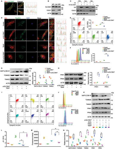 Figure 6. SLC39A7 maintains mitochondrial zinc homeostasis to resist mitochondrial damage in NP cells. (A) confocal analysis of MitoTracker labeling and SLC39A7 protein with if staining in primary human NP cells isolated from health NP tissues, scale bar: 10 μm. (B) endogenous protein lysates extracted specially in mitochondria and cytoplasm of human NP cells isolated from health NP tissues, followed by western blotting. (C) exogenous protein lysates extracted specially in mitochondria and cytoplasm of human NP cells with plasmid transfection (mock HA, HA-SLC39A7), followed by western blotting. (D) zinc distribution in primary human NP cells isolated from health NP tissues following the treatments of PBS or TBHP with SLC39A7 knockdown or not, detected by FluoZin™-3-AM labelling and confocal fluorescence microscope, scale bar: 10 μm. (E and F) JC-1 incubation for detecting mitochondrial membrane potential (MMP; E) and DCFH incubation for detecting reactive oxidative species (ROS; F) in NP cells isolated from health NP tissues following the treatments of PBS or TBHP with SLC39A7 knockdown or not, as determined by flow cytometry. (G and H) protein expressions of mitophagy indicators (MAP1LC3B-II, TOMM20, TIMM23), PINK1 and PRKN in primary human NP cells isolated from health NP tissues following the treatments of PBS or TBHP with SLC39A7 knockdown or not. (I-N) primary human NP cells isolated from health NP tissues following the treatments of PBS, TBHP, ZnCl2 and TPEN with SLC39A7 knockdown or not, followed by flow cytometry analysis of JC-1 (I, L) and DCFH (J, M) labelling and western blotting analysis of mitophagy indicators (MAP1LC3B-II, TOMM20, TIMM23), PINK1 and PRKN (K, N). Data are represented as mean ± SD. *p < 0.05, **p < 0.01.