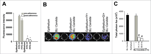 Figure 7. Quantification of FITC-IY and FITC-GI adherence on vaginal epithelium and in vitro imaging of BLI Candida adherence. 100 µl of FITC-IY or FITC-GI (both 100 mg/ml) were added to vaginal epithelium grown in black 96-well microtiter plates with a transparent bottom and analyzed for fluorescence signals (λ = 600 nm) (pre-adherence), then incubated for 1 h at 37°C plus 5% CO2. After incubation, cells were extensively washed 5 times with PBS and then analyzed again for fluorescence signals (λ = 600 nm) (post-adherence) (A). Data are expressed as mean ± SEM of triplicate samples of 3 different experiments. *, p < 0.05 FITC-IY-and FITC-GI-treated vaginal epithelium vs untreated. Vaginal epithelium was grown in black 96-well microtiter plates with a transparent bottom (100 µl/well). Vaginal epithelium were then incubated in the presence or absence of 100 µl of IY or GI (both 100 mg/ml) for 1 h at 37°C plus 5% CO2, extensively washed with PBS and then incubated with 100 µl of BLI Candida (1 × 106/ml) for 1 h. After co-incubation, non-adherent BLI Candida cells were extensively washed with PBS and 100 μl of 2 μM coelenterazine in LA buffer were added in each well. Luciferase activity was measured by using IVIS-200TM imaging system (Xenogen Inc.) (B). Total photon flux emission from each well (Region Of Interest, ROI) was quantified with Living ImageR software package (C). Data are expressed as mean ± SEM of duplicate samples of 3 different experiments. #, p < 0.05 IY or GI plus BLI Candida-treated vaginal epithelium vs BLI Candida-treated vaginal epithelium.