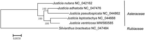 Figure 5. The phylogenetic tree of five Justicia species of Acanthaceae and Silvianthus bracteatus selected as the outgroup. The tree was constructed using the maximum-likelihood method. Bootstrap support values were calculated from 1000 replicates.