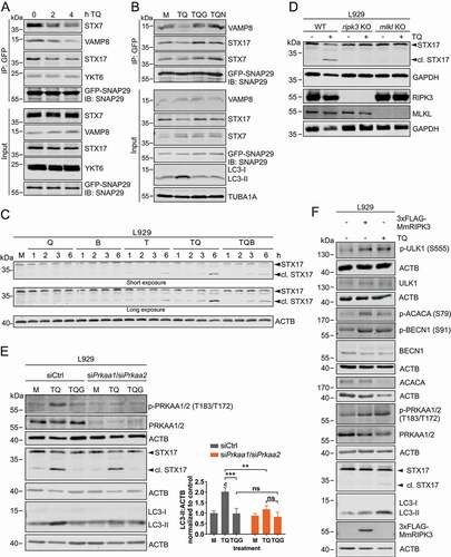 Figure 6. Necroptosis induced by TNF destabilizes SNARE complexes and cleaves STX17 to block LC3 degradation. (A) L929 cells stably expressing GFP-SNAP29 were exposed to 10 ng/ml TNF and 30 µM QVD (TQ) for indicated times. Then, cells were lysed and cleared cellular lysates were subjected to immunopurification using anti-GFP beads. Purified proteins were subjected to SDS-PAGE and analyzed by immunoblotting for indicated proteins. (B) L929 cells stably expressing GFP-SNAP29 were left untreated (medium, M) or exposed to 10 ng/ml TNF + 30 µM QVD (TQ), TQ plus 5 µM GSK’872 (TQG), or TQ plus 5 µM necrostatin-1 (TQN) for 4 h. Then, cells were lysed and cleared cellular lysates were subjected to immunopurification using anti-GFP beads. Purified proteins were subjected to SDS-PAGE and analyzed by immunoblotting for indicated proteins. (C) L929 cells were left untreated (medium, M) or exposed to 30 µM QVD (Q), 20 nM bafilomycin A1 (B), 10 ng/ml TNF (T), 10 ng/ml TNF + 30 µM QVD with or without 20 nM bafilomycin A1 (TQ or TQB) for indicated times. Then, cells were lysed and cleared cellular lysates were subjected to SDS-PAGE and immunoblotting for STX17 and ACTB. (D) L929 WT, ripk3 KO or mlkl KO cells were left untreated or exposed to 10 ng/ml TNF + 30 µM QVD (TQ) for 4 h. Then, cells were lysed and cleared cellular lysates were subjected to SDS-PAGE and immunoblotting for STX17, RIPK3, MLKL, and GAPDH. (E) L929 cells were transfected with non-targeting (siCtrl) or Prkaa1/Prkaa2 siRNAs (siPrkaa1/siPrkaa2). 48 h post transfection, cells were left untreated (medium, M) or exposed to 10 ng/ml TNF + 30 µM QVD (TQ) with or without 5 µM GSK’872 (G) for 4 h. Then, cells were lysed and cleared cellular lysates were subjected to SDS-PAGE and analyzed by immunoblotting for indicated proteins. The density of each protein band was divided by the average of the density of all bands from the same protein on the membrane. Fold changes were calculated by dividing each normalized ratio (protein to loading control) by the average of the ratios of the control lane (siCtrl, medium). Statistical graphics represents mean + SD (n = 3). Statistical analysis was done by ordinary two-way ANOVA (corrected by Tukey’s multiple comparisons test). Statistically significant differences are only indicated for TQ and TQG (scr vs. Prkaa1/Prkaa2 siRNA) and for TQ vs. TQG (within each treatment). Statistically significant differences to control (siCtrl, medium) are depicted as letters directly above the bars. ** or b: P < 0.01, *** or c: P < 0.001, ns: non-significant. (F) L929 cells were left untransfected or transiently transfected with cDNA encoding 3xFLAG-MmRIPK3 for 24 h. Then untransfected cells were left untreated or exposed to 10 ng/ml TNF + 30 µM QVD (TQ) for 3 h. Cells were lysed and cleared cellular lysates were subjected to SDS-PAGE and immunoblotting for indicated proteins