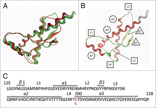 Figure 1 (A) Superposition of the 3-dimensional structures of the wild-type human PrP (green, PDB code 1QM3) and E200K variant (red, code 1OF7). (B) The secondary structure elements of human (α, α-helix; β, β-strand; L, loop). The asterisk indicates the residue at position 200 in PrP. (C) Amino acid sequence of human PrP125–228 showing secondary structure element information (α, α-helix; β, β-strand; L, loop). The asterisk indicates the residue at position 200.