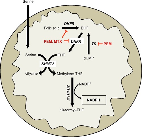 Figure 3 One-carbon serine catabolism pathway.