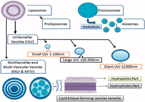 Figure 1. Schematic representation of various niosomes and proniosomes.
