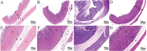 Figure 4. Histological structure of the stomach of ground squirrel in different seasons. (A–D) Summer, autumn, winter and spring; (E–H) higher magnification image. Summer, autumn, winter and spring. a. columnar epithelium of the stomach; b. the lamina propria; c. the glandular area of the stomach; d. the mucosa; e. the submucosa of the stomach; f. the muscle layer.