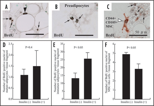 Figure 6 Proliferation of mature adipocytes (A and D), preadipocytes (B and E) and MSCs (C and F) at 1 week in cultures of 1-week-old rat materials with or without insulin. In cultures with insulin, its stimulation was carried out at culture day 2, 4 and 6. Cell growth is assessed by immunohistochemistry with BrdU. A mature adipocyte shows intranuclear BrdU uptake in black (arrowhead in panel A). Preadipocytes show intranuclear BrdU uptake (allows in panels A, B and C). CD44+/CD105+ MSCs in brownish red (C) has intranuclear BrdU intake (arrowhead in C). (D) There is no significant difference of number of BrdU-positive mature adipocytes between cultures with and without insulin, although insulin tends to enhance BrdU uptake of mature adipocytes. (E and F) Insulin enhances BrdU uptake of preadipocytes (E), while it inhibits BrdU uptake of MSCs (F), indicating their significant difference between that of immature adipocytes or MSC-like cells with and without insulin.