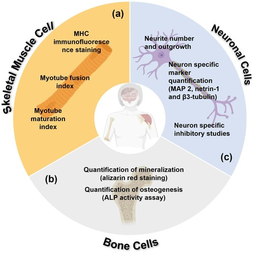 Figure 6. Summative schematic of quantification methods for differentiation in (a) skeletal muscle, (b) bone and (c) neuronal cells utilised in the literature on piezoelectric scaffolds. MHC, myosin heavy chains; ALP, alkaline phosphatase; MAP 2, microtubule-associated protein 2.