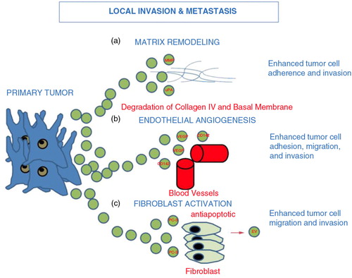 Fig. 2.  Tumour-derived EV and local invasion and metastasis: EV derived from primary tumour act to enhance matrix remodelling via a) matrix metalloproteinase (MMP) and urokinase-type plasminogen activator (uPA), enhance b) endothelial angiogenesis via vascular endothelial growth factor (VEGF) and c) EV released from PC3 cells activate fibroblasts sending antiapoptotic signals and growth signals (Citation23, Citation25). Ultimately, EV tumour release leads to downstream enhanced tumour cell migration, adhesion and invasion.