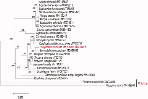 Figure 1. Phylogenetic relationships among 25 complete chloroplast genomes of Hamamelidaceae. GenBank accession numbers are shown in the figure.