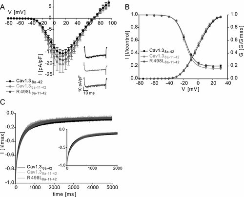 Figure 4. Effects of mutation R498L on channel gating