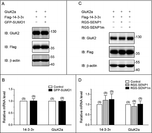 Figure 2. SUMO/deSUMOylation do not alter the level of mRNA and protein expression of GluK2a and 14–3–3τ. (A, C) Western blot analyses of cell lysates from HEK293T cells transfected with GluK2a, Flag-tagged 14–3–3τ and other proteins as indicated. The blot is representative of 3 independent experiments. (B, D) The relative 14–3–3τ and GluK2a mRNA levels in HEK239T cells which were transfected with GluK2a, Flag-tagged 14–3–3τ and other proteins as indicated by quantitative real-time PCR. Data are shown as means ± SEM from 3 independent experiments.
