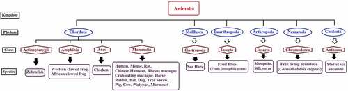 Figure 1. Taxonomical representation of species included in piRNAQuest V.2.