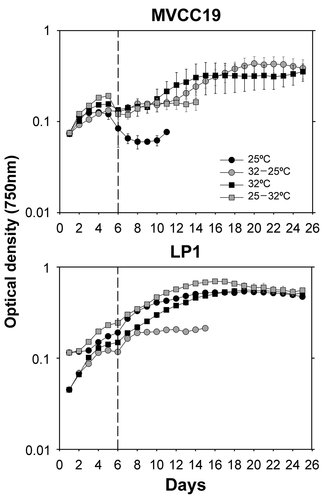 Fig. 3. Growth curve of the experiment 2b (transition from 1 mg total P l−1 phosphate sufficiency to 0.31 mg total P l−1). Temperature shifts were performed at time zero. The curve was obtained with the mean values (n=3, ± standard deviation; error bars are smaller than the size of the symbols if not visible) of optical density for each strain and temperature + phosphate shift. The dashed line separates the data before and after the 1:1 growth medium renewal.