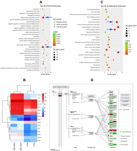 Figure 3 Results of genome microarray analysis. (A) GO pathway enrichment based on differential genes between CIA and XRF-ME groups (blue arrow: proteinaceous extracellular matrix and ECM pathways); (B) expression levels of representative ECM genes in the two groups; (C) KEGG pathway enrichment (blue arrow: rheumatoid arthritis and RRAR signaling pathways); (D) PPAR signaling-related genes regulated by XRF (annotated by KEGG, green: down-regulated, red: up-regulated).