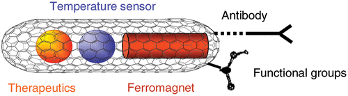 Figure 1. Sketch of a filled carbon nanotube serving as multi-functional container for in vivo applications. A ferromagnet can induce heat in AC magnetic fields and a material with strongly temperature dependent nuclear magnetic resonance (NMR) signal might serve as a thermometer. Additional drug delivery can be envisaged. Exohedral functionalisation to achieve biocompatibility is sketched. Note that single-walled as well as multi-walled CNT can be realised.