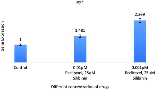 Figure 4. Expression analysis of combination of silibinin and paclitaxel on expression of P21 (CDKN1A) tumour suppressive gene by real time PCR. All data were normalized to β-actin gene expression: results related to increase in P21 gene expression with paclitaxel and silibinin combination treatment after 48 h.