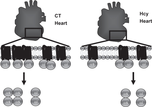 Figure 3 Proposed in vivo model G protein content based on decrease in Gs content. High homocysteine levels created by CBS KO model decreased Gs content available for calcium signaling. A decrease in Gs content decreased chronotropic and ionotropic response to circulating GPCR agonists that utilize this G protein.