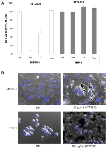 Figure 1 Influence of HTT2800 on cell viability. MESO-1 and THP-1 cells were exposed to varying concentrations of HTT2800 for 4 days. (A) Cell viability assessed by Alamar blue assay (B) Merged image of differential interference contrast and fluorescence in MESO-1 and THP-1 cells exposed to HTT2800 (nuclei were stained with H33342; bars in red indicate 20 μm).Notes: Data are compared with dispersant medium, n = 6, mean ± standard error of the mean, *P < 0.001.Abbreviation: DM, dispersant medium containing 0.001% gelatin.