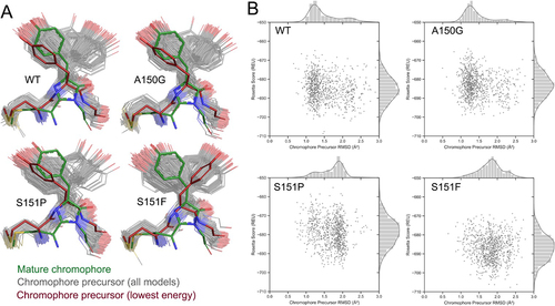 Figure 7. Conformational sampling explains the mechanism of fluorescence inhibition and rescue. A set of 1,000 plausible conformations of the entire mCherry precursor protein were generated in Rosetta for WT, Ala150Gly, Ser151Pro and Ser151Phe mutants. (a) The distribution in chromophore precursor position was compared to that of the mature chromophore in the 2H5Q mCherry crystal structure [Citation31]. (b) The position distribution for each mutant is represented as RMSD values (x-axis) of the chromophore precursor atoms compared to the initial starting model. The Rosetta Score (y-axis), a metric used to estimate relative conformational stability, is also shown for each generated model.