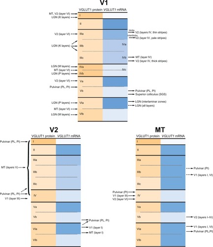 Figure 10 Visual connections of V1, V2, and MT in prosimian galagos. Shading intensity reflects levels of expression for both VGLUT1 mRNA and protein. Brodmann’s divisions listed in gray on the right side of each layer for V1. Summarized from the literature.Citation16,Citation18–Citation20,Citation22,Citation23,Citation25–Citation34,Citation36,Citation37,Citation40–Citation43