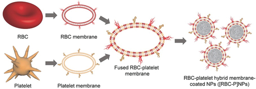 Figure 3. Schematic of membrane fusion of red blood cell (RBC) and platelet membranes to produce RBC-platelet hybrid membrane-coated NPs. Reproduced from [Citation82]. With permission from John Wiley and Sons.