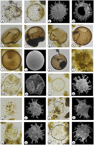 Plate 1. Light photomicrographs (LM) and scanning electron micrographs (SEM) of dinoflagellate cysts in the marine sediment core archive from Maria Island. (a) Protoceratium reticulatum with long processes (LM) diameter = 35 µm, (b) P. reticulatum with short processes (LM) diameter = 45 µm, (c) P. reticulatum (SEM) diameter = 40 µm, (d) P. reticulatum showing archaeopyle (SEM) diameter = 45 µm, (e) Protoperidinium subinerme (LM) diameter = 55 µm, (f) P. subinerme apical view showing archaeopyle (LM) diameter = 50 µm, (g) P. oblongum showing archaeopyle (LM) diameter = 60 µm, (h) P. avellana showing archaeopyle (LM) diameter = 40 µm, (i) Protoperidinium ‘round brown’ sp. (LM) diameter = 40 µm, (j) Protoperidinium sp. ‘round brown’ (SEM) diameter = 40 µm, (k) Protoperidinium sp. ‘round brown’ with operculum (LM) diameter = 45 µm, (l) P. conicum (LM) diameter = 55 µm, (m) P. shanghaiense non P. pentagonum (LM) diameter = 70 µm, (n) P. shanghaiense non P. pentagonum (SEM) diameter = 75 µm, (o) Spiniferites bulloideus (LM) diameter = 40 µm, (p) S. bulloideus (SEM) diameter = 38 µm, (q) S. ramosus (LM) diameter = 45 µm, (r) S. ramosus (SEM) diameter = 46 µm, (s) S. membranaceus (LM) diameter = 40 µm, (t) S. membranaceus (SEM) diameter = 45 µm, (u) S. mirabilis (LM) diameter = 50 µm, (v) S. mirabilis (SEM) diameter = 55 µm, (w) S. hyperacanthus (LM) diameter = 55 µm, (x) S. hyperacanthus (SEM) diameter = 59 µm.