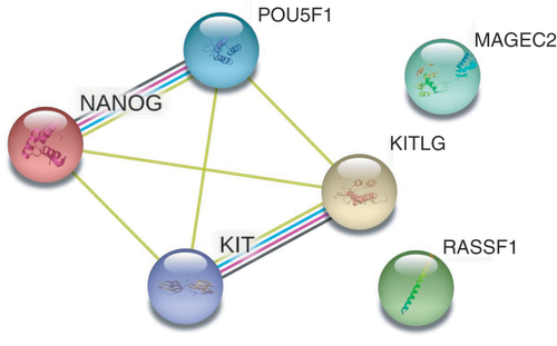 Figure 1. Predicted network of interactions between proteins encoded by selected genes, by the Search Tool for Retrieval of Interacting Gene/Proteins database (version 11.5) [Citation52]. NANOG is a transcription regulator involved in the self-renewal and proliferation of inner cell mass and embryonic stem cells. OCT3/4 encodes for the POUF1 transcription factor, crucial for embryonic stem cell pluripotency and early embryogenesis. Disrupted expression of these two genes is used in the identification of the cancer stem cell population in TGCTs. KIT and KITLG code for the cell-surface receptor and its ligand, respectively. This association is essential for the regulation of cell survival and proliferation, stem cell maintenance, gametogenesis, cell migration and cell function. In response to the binding of KITLG, KIT activates several signaling pathways. These four genes present significant functional connections, unlike MAGEC2 and RASSF1A. Still, MAGEC2 is a cancer/testis antigen (i.e., expression is restricted to male germ cells in the healthy testis and is highly expressed during the early phases of spermatogenesis). Finally, tumor suppressor gene RASSF1A is related to seminoma as well, with disrupted DNA methylation serving as a trigger/driver for tumor development. Each node represents proteins produced by a single protein-coding gene locus. Different-colored lines represent the types of evidence used to identify protein–protein interactions. Yellow: text mining; purple: experimentally determined; black: coexpression; turquoise: from curated databases.
