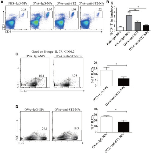 Figure 7 Airway inflammation is alleviated by anti-ST2-NPs that target the ILC2s-CD4+T axis. (A) Representative diagrams of flow cytometry analysis of the percentages of CD4+T cells in the lung of different groups. (B) Frequencies (n = 8) of percentage of CD4+T cells in mice lung in different groups of mice lung. Flow cytometry evaluated the expression of IL-13 (C) and (D) on ILC2s in vivo. Data are presented as mean ± SD, *P < 0.05; **P < 0.01 compared with control.