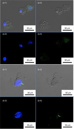 Figure 5 Confocal microscopy images of liver cancer cells (HepG2) treated with fluorescein isothiocyanate-labeled mesoporous silica nanoparticle-encapsulated alginate microspheres (a) with and (b) without K4YRGD peptides. (a-1 and b-1) Merged images. (a-2 and b-2) DIC images. (a-3 and b-3) Blue fluorescent images from DAPI-stained nuclei. (a-4 and b-4) Green fluorescent images from fluorescein isothiocyanate-labeled MSNs.Abbreviations: DAPI, 4′,6-diamidino-2-phenylindole; DIC, differential interference contrast microscopy; MSNs, mesoporous silica nanoparticles.