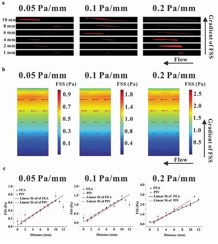 Figure 2. Comparison between the results of PIV measurement and FEA simulation. (a) Traces of fluorescent latex beads recorded at different locations for different gradient FSS fields. (b) Wall FSS in the three FEA models with different FSS gradients, wherein the red arrow represents the direction and magnitude of flow velocity. (c) Statistical analysis of wall FSS at different distances calculated based on the results from PIV measurement and FEA simulation. The regression coefficient for numerical simulation and PIV measurement are 0.9331 and 0.9507 for 0.05 Pa mm−1, 0.9345 and 0.9811 for 0.1 Pa mm−1, and 0.9793 and 0.9667 for 0.2 Pa mm−1, respectively.