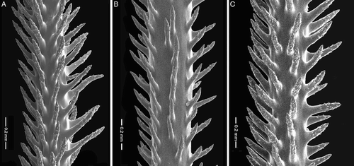 Figure 7 Spines of Asteriopathes octocrada n.sp. and related species. A, Asteriopathes octocrada, holotype USNM 1202925/SEM stub 317; B, A. arachniformis Opresko, holotype, USNM 1007096/SEM stub 142; C, A. colini Opresko, holotype, USNM 1007092/SEM stub 145.