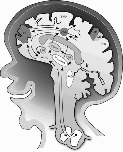 Figure 1. Schematic anatomical map of brain regions of interest in pain perception.